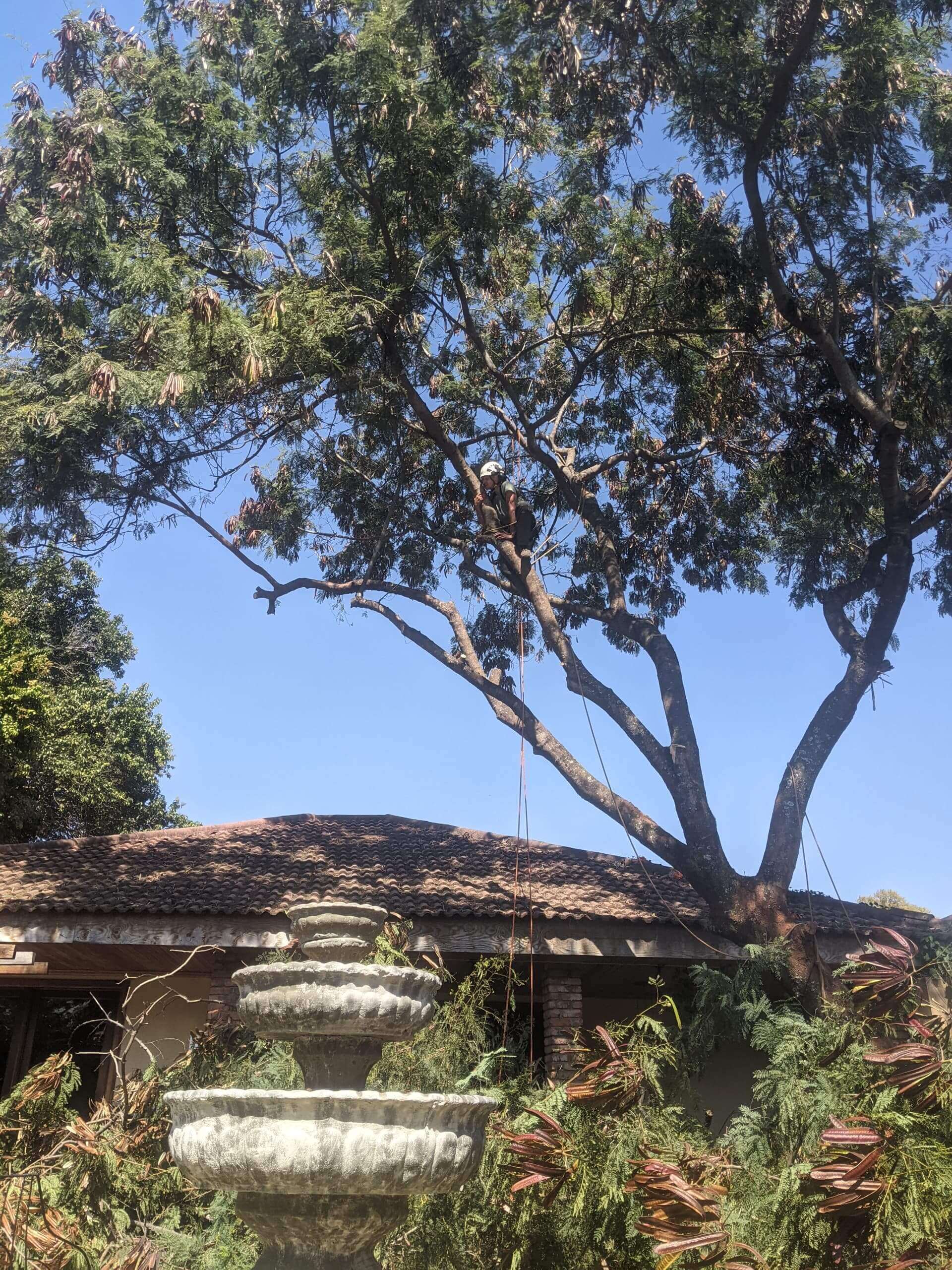 Arborist Lusaka